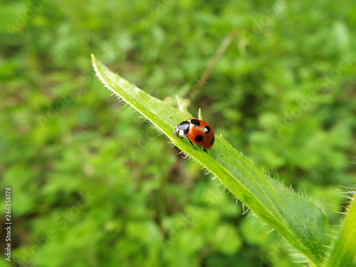 ナナホシテントウ ladybug