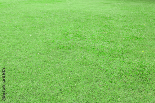 Green grass background in the garden