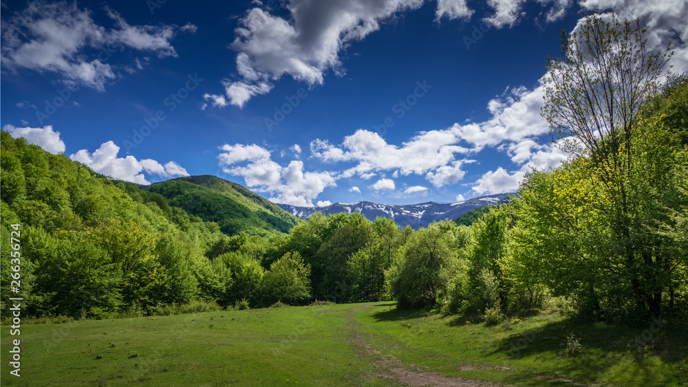 A calm nature scenic of a green meadow with a dirt road surrounded by green forest with mountain ridge and blue sky with some clouds