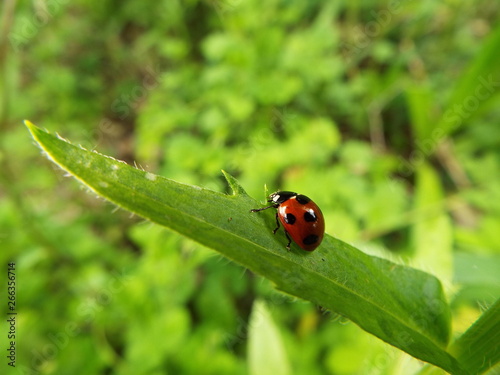ナナホシテントウ ladybug © present4_u