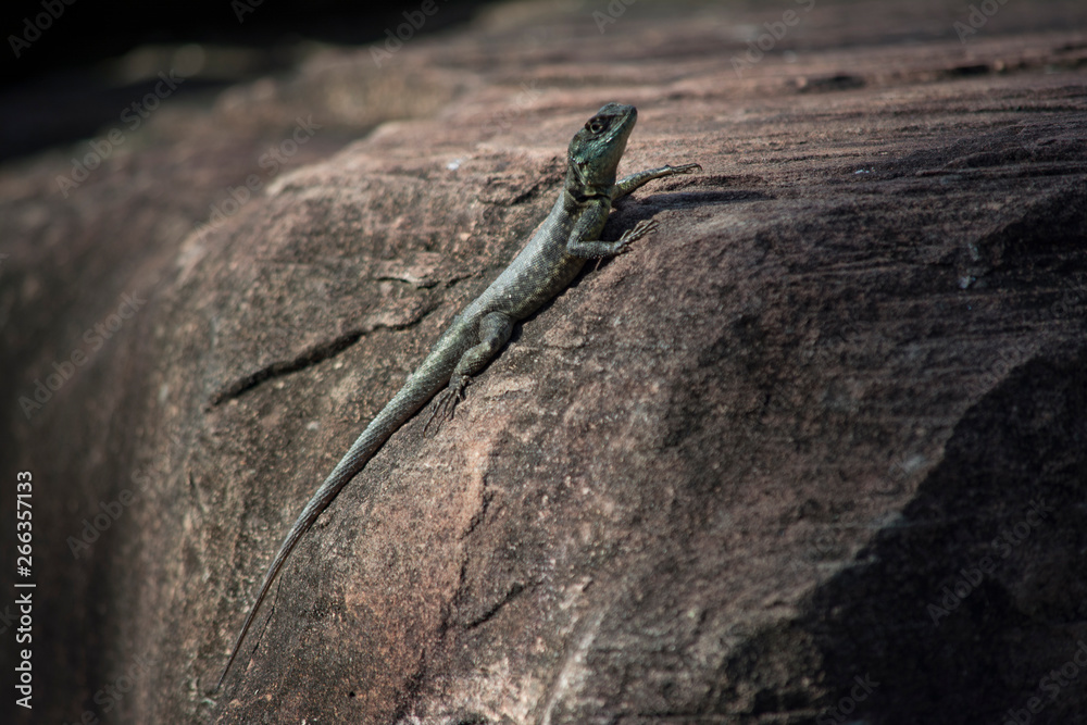 Lagarto Lagarto