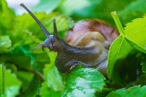 The beautiful macro shot of funny inquisitive snail doing his slow stroll among the vivid and bright green leaves