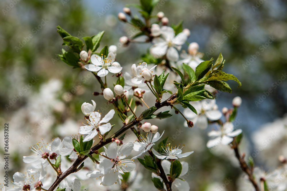 cherry tree blossoms blooming in branches in spring cherry tree blossoms blooming in branches in spring