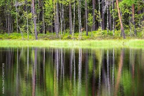 fresh green forest around country lake with reflections of tree trunks