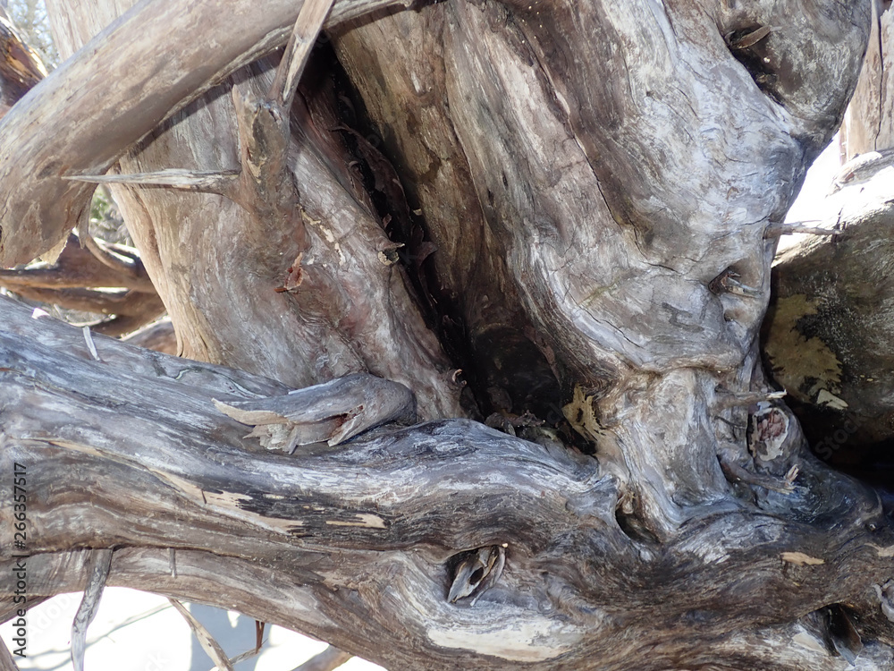 Driftwood on a sandy beach by the ocean Driftwood on a sandy beach by the ocean