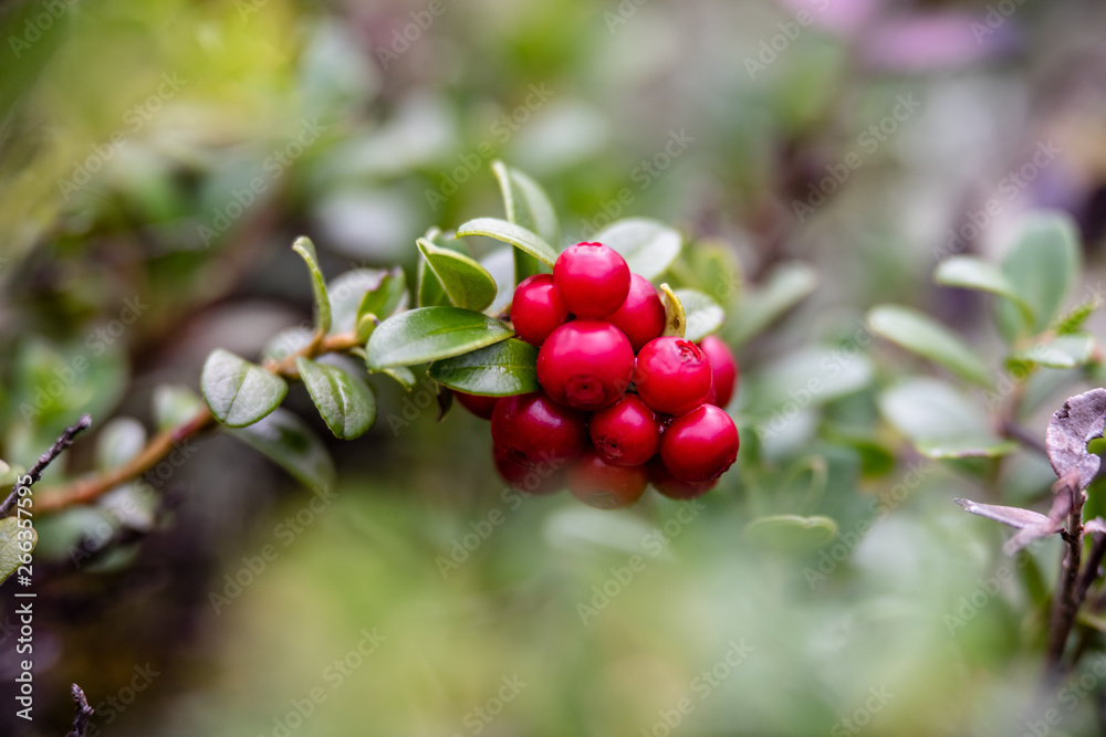red lingonberry cranberries growing in moss in forest red lingonberry cranberries growing in moss in forest