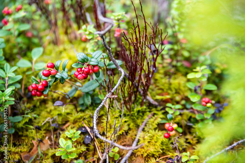 red lingonberry cranberries growing in moss in forest © Martins Vanags