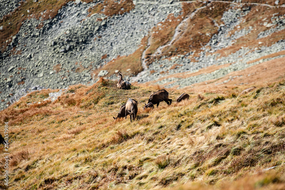 wild goats resting and feeding in mountain pastures wild goats resting and feeding in mountain pastures