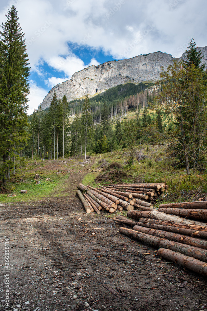 forester works, wood logs in large big piles near forest