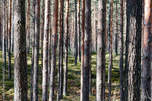 dry tree trunks in forest spring