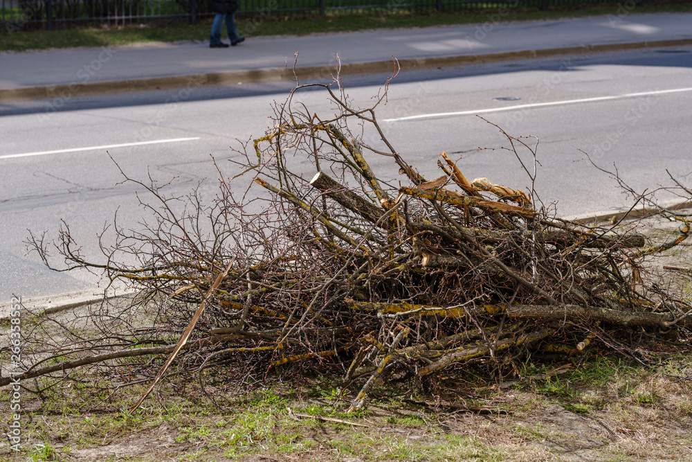 dry tree trunks in forest spring