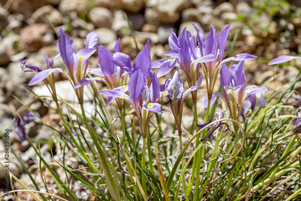 The wild iris (Iris unguicularis ssp. carica) with blue flowers grows in its natural habitat. The wild iris (Iris unguicularis ssp. carica) with blue flowers grows in its natural habitat.