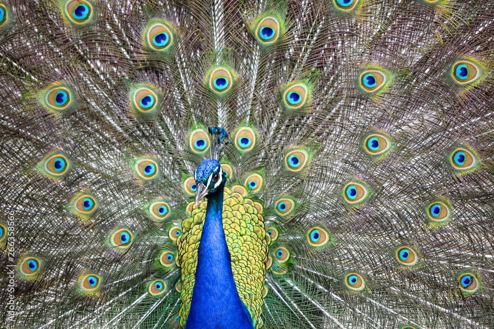 Obraz premium Peacock