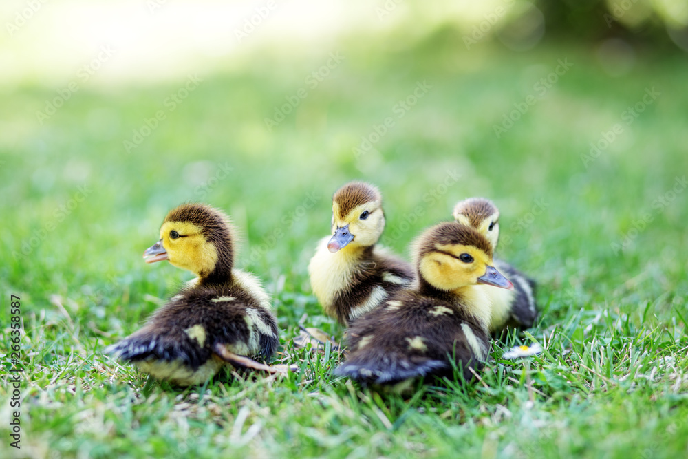 Many little ducklings on the grass. The concept of pets, farm, farming Many little ducklings on the grass. The concept of pets, farm, farming
