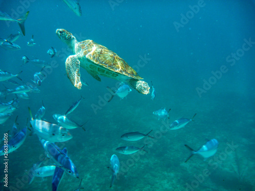 An underwater view of a green turtle (Chelonia mynas) in the Caribbean Sea, Barbados © Mark Hunter