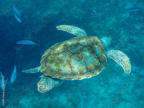 An underwater view of a green turtle (Chelonia mynas) in the Caribbean Sea, Barbados