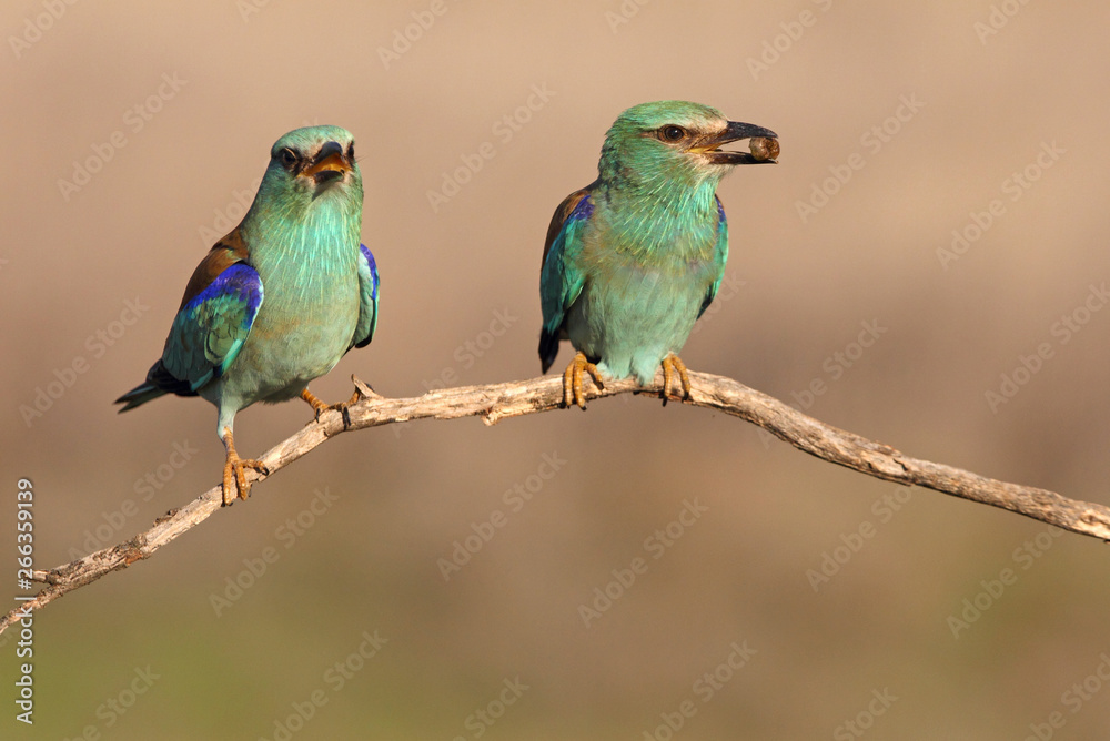 Fototapeta premium Coracias garrulus. European roller