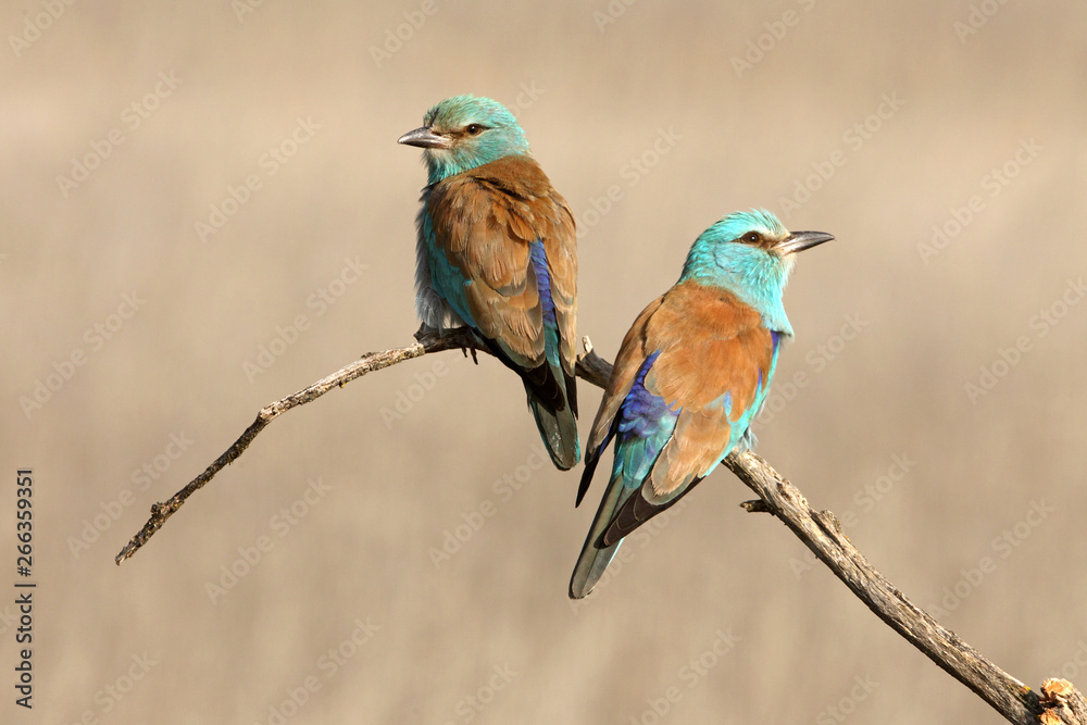 Fototapeta premium Coracias garrulus. European roller