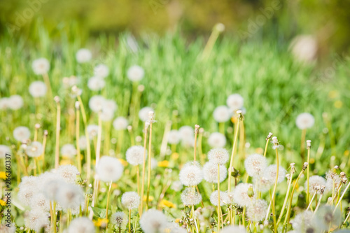 Summer dandelion flowers and fuzz  field 