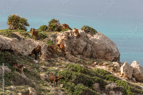 Herd of goats at the mediterranean coast line of Mallorca