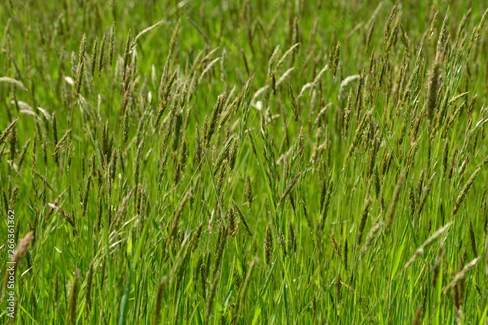 Green grass, field, Jersey, U.K. Spring natural backgrounds. Green grass, field, Jersey, U.K. Spring natural backgrounds.