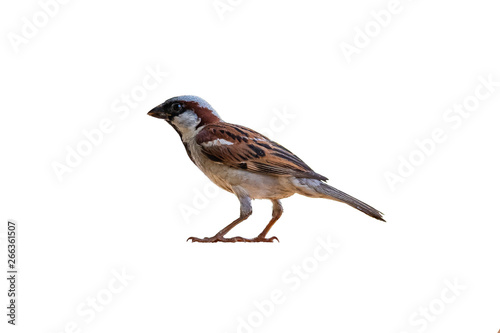 Male House Sparrow isolated on white background