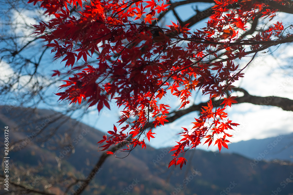 Red maple leaves on tree