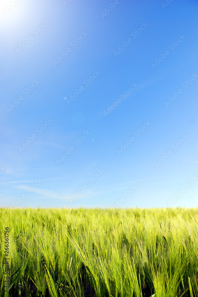 Spring green barley, background with blue sky Spring green barley, background with blue sky