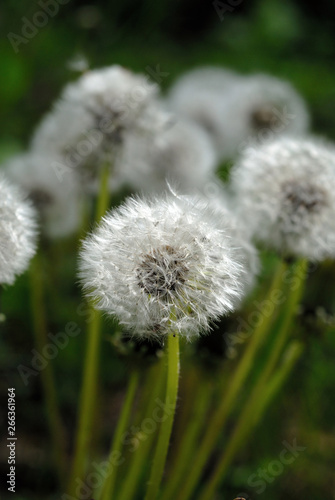 Group of field dandelions spring view. Shallow depth of field