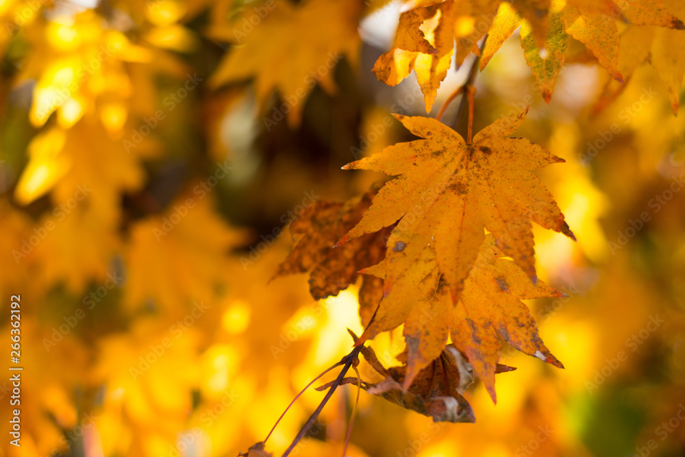 Maple leaves on tree show nature concept Maple leaves on tree show nature concept
