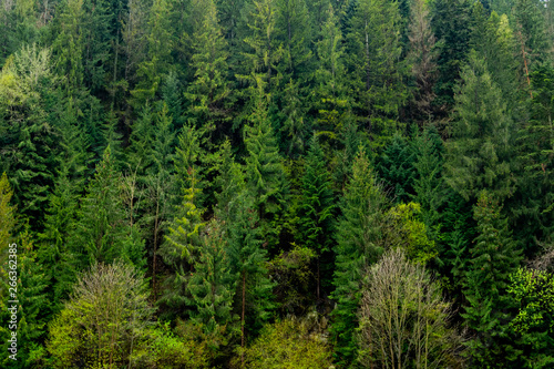 Natural fir tree background.