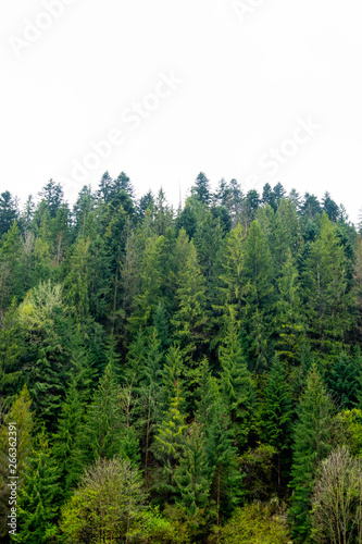 Woodland on cloudy day. Coniferous trees background.