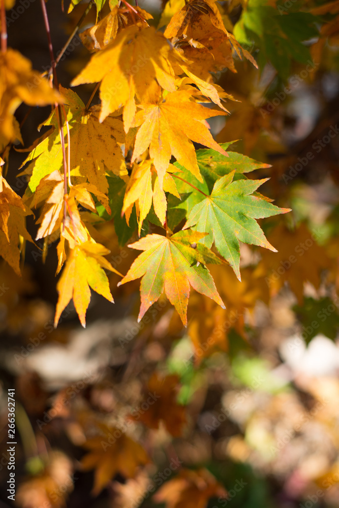 Maple leaves on tree show nature concept Maple leaves on tree show nature concept