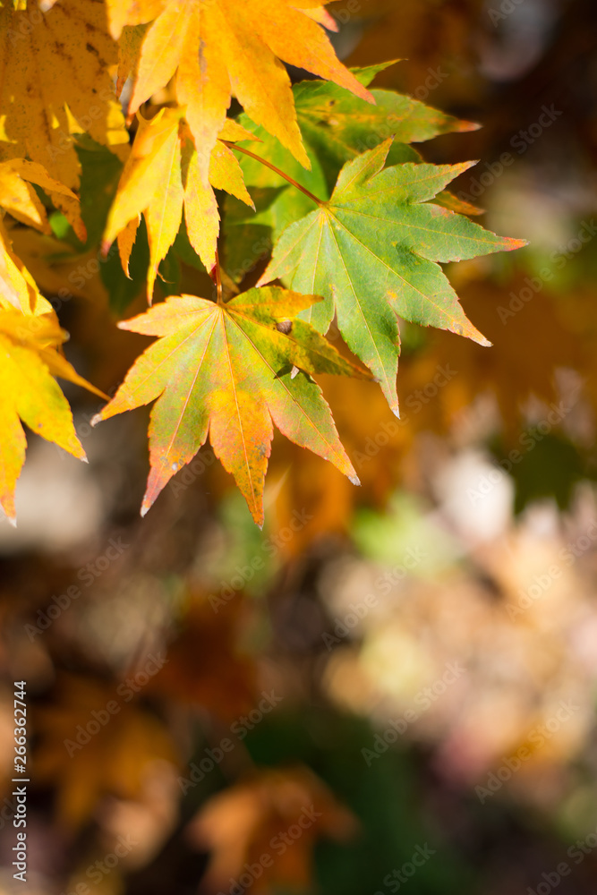 Maple leaves on tree show nature concept Maple leaves on tree show nature concept