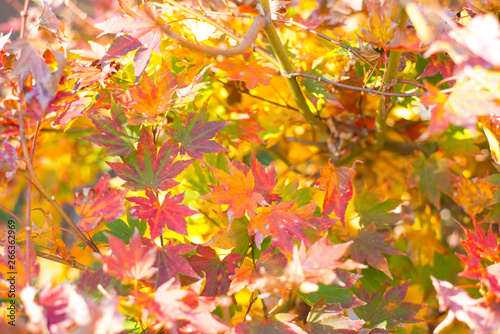 Maple leaves on tree show nature concept
