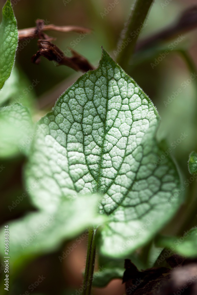 Textured Bugloss Leaf Textured Bugloss Leaf