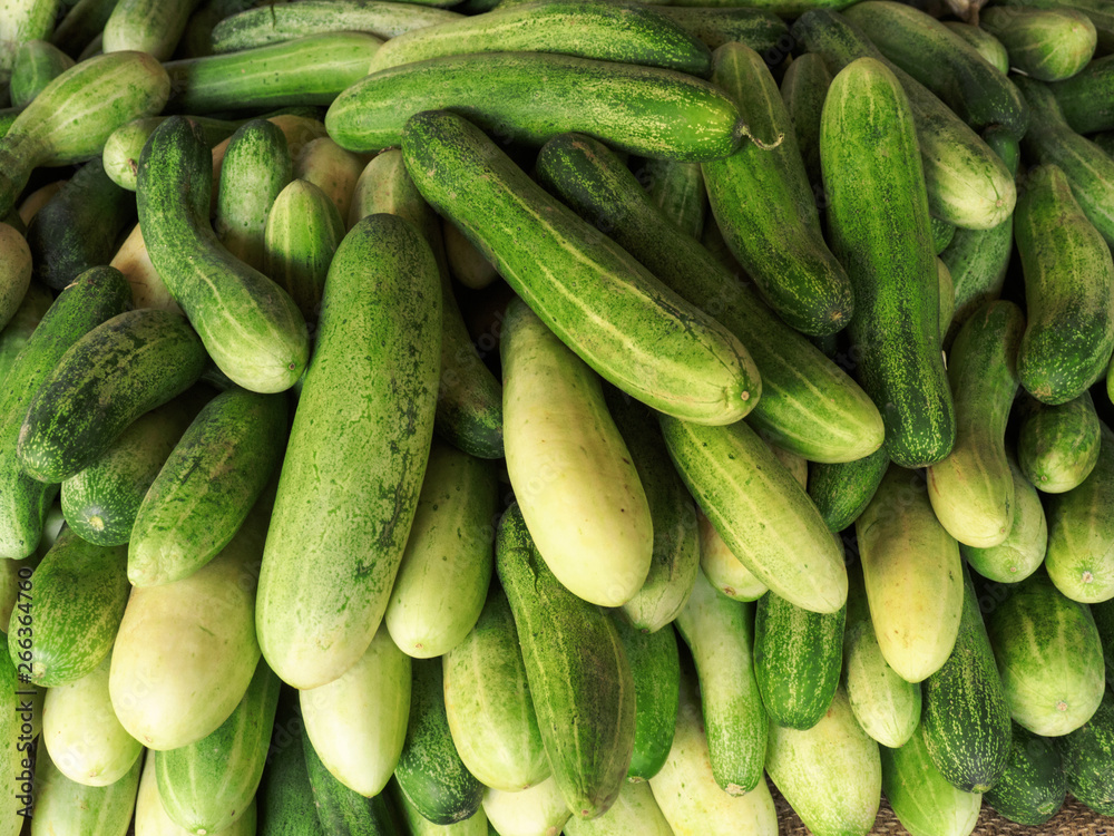 Green indian cucumbers, Kochi, Kerala, India Green indian cucumbers, Kochi, Kerala, India