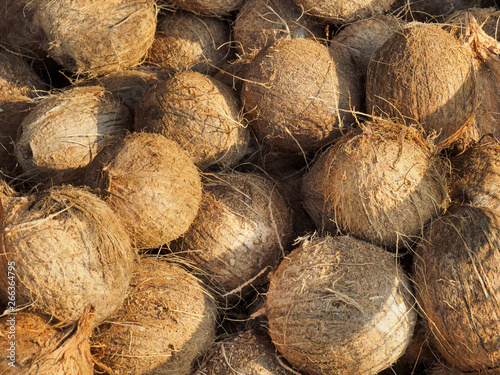 Coconut harvest, Kochi, Kerala, India