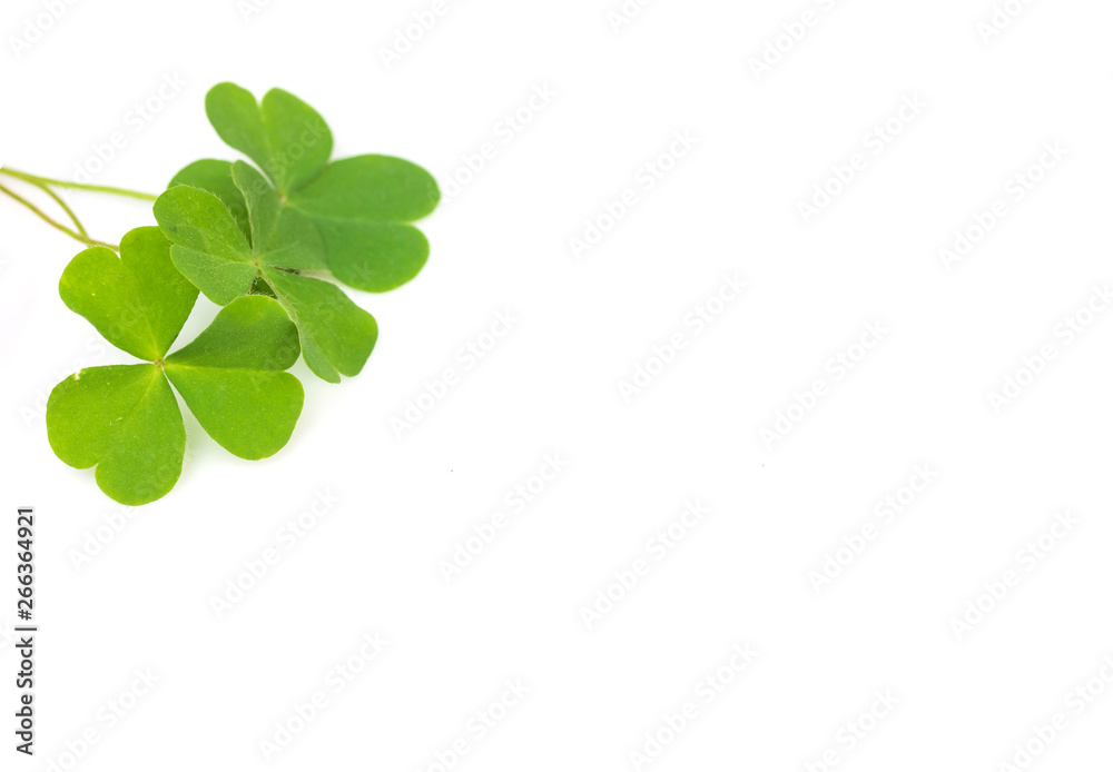 Green four-leaf clover leaf on white background. Green four-leaf clover leaf on white background.
