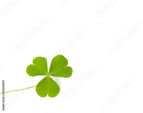 Green four-leaf clover leaf on white background.