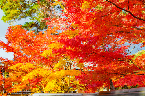 京都の紅葉　秋・観光
