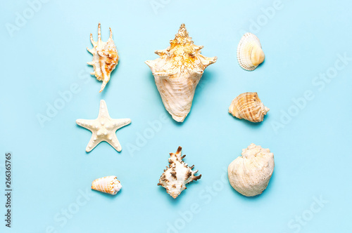 Summer concept, marine background. Different seashells and starfish on pastel blue background. Top view, flat lay, copy space. Sea summer vacation background. Travel, marine souvenir