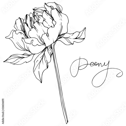 Vector Peony floral botanical flower. Black and white engraved ink art. Isolated peony illustration element.