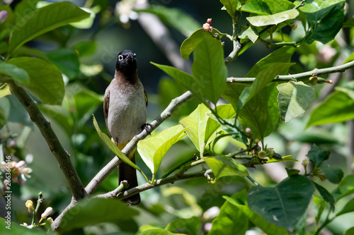 Close up of White-spectacled Bulbul (Pycnonotus xanthopygos)