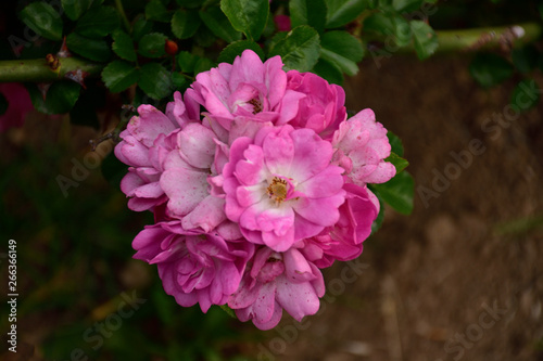 Ramo de rosas
