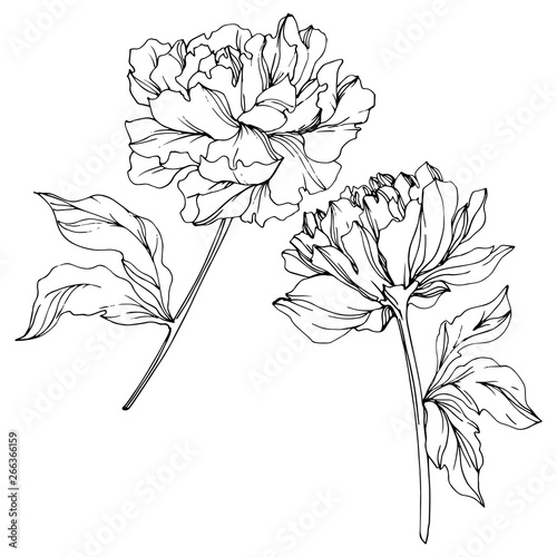 Vector Peony floral botanical flower. Black and white engraved ink art. Isolated peony illustration element.
