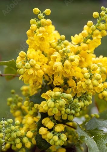 Mahonia aquifolium. Bright yellow flowers of a mahonia japonica bush.