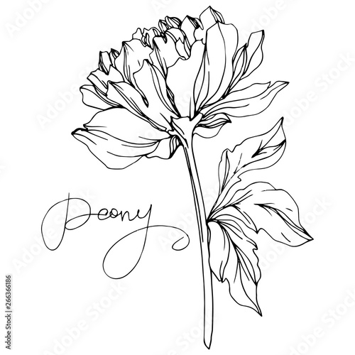 Vector Peony floral botanical flower. Black and white engraved ink art. Isolated peony illustration element.