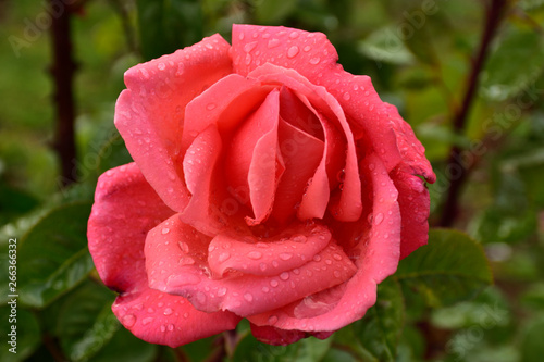 Rosa en la lluvia 