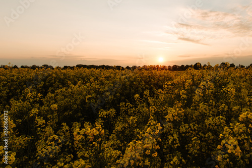 Yellow rape field in summer